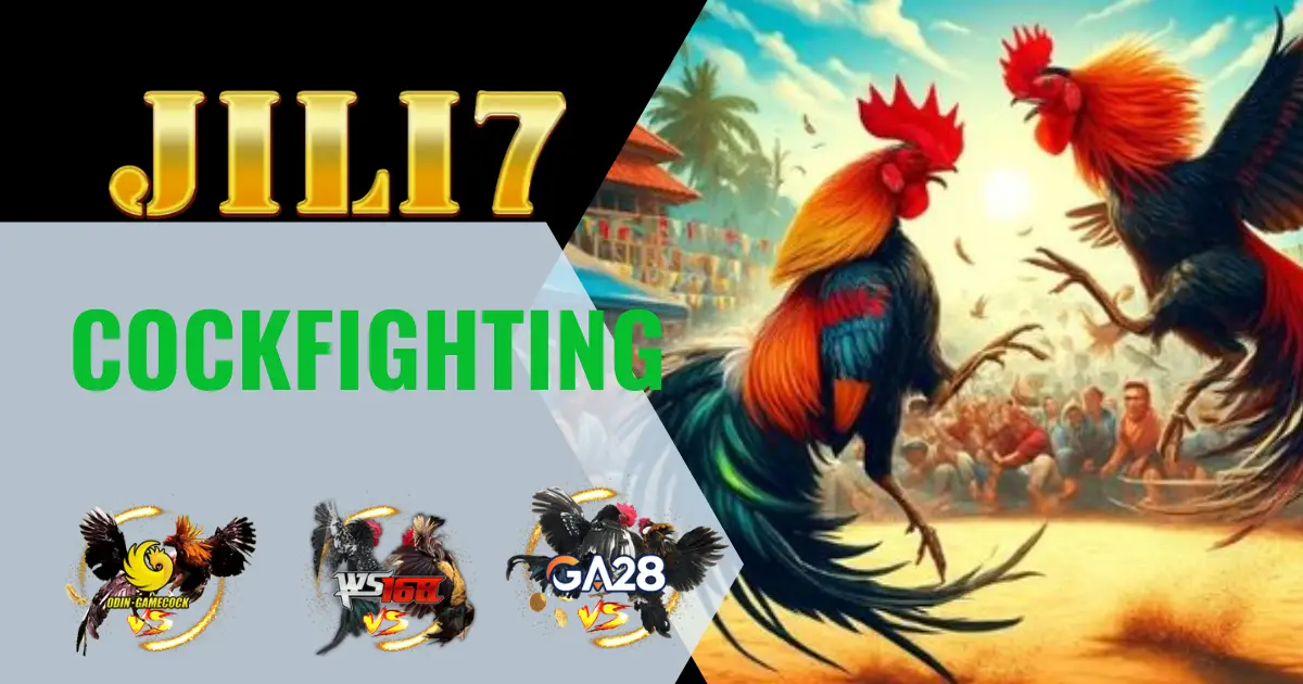 Jili7 cockfighting
