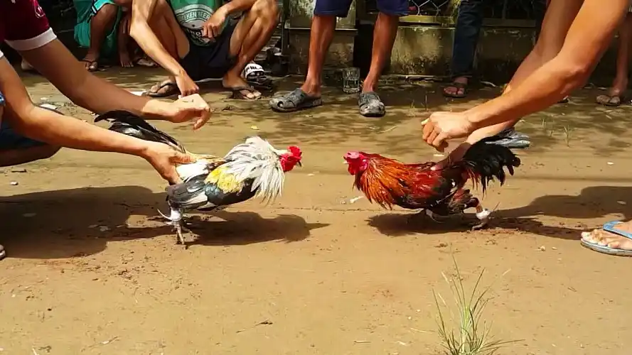 Experience participating in effective Jili7 Thomo cockfighting