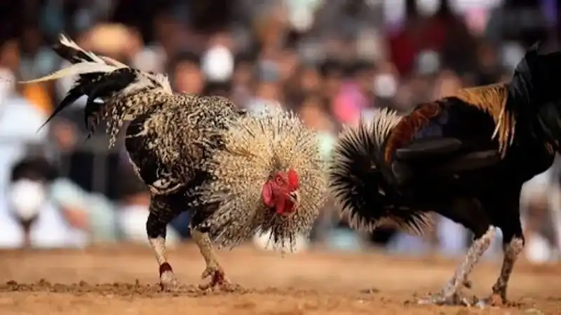Discover the rules of Jili7 Thomo cockfighting.